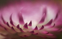 Everlasting flower, Helichrysum.
