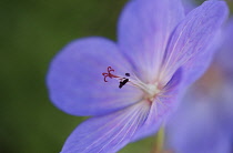 Meadow cranesbill, Geranium pratense.