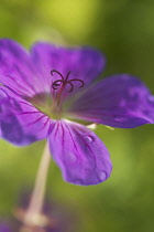 Meadow cranesbill, Geranium pratense.