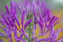 Spider flower, Cleome hassleriana, Cleome.