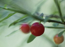 Huckleberry, Vaccinium parvifolium, Red huckleberry.