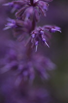 Purple lilac sage, Salvia verticillata 'Purple rain'.
