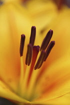 Lily, Lilium, Oriental lily.