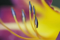 Lily, Hemerocallis, Daylily.