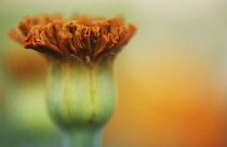 Marigold, Tagetes patula, French marigold.