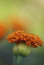 Marigold, Tagetes patula, French marigold.