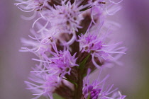 Blazing star, Liatris.