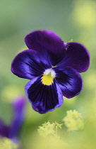 Pansy, Viola x wittrockiana.