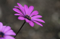 Osteospermum.