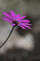 Osteospermum.