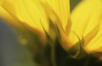 Sunflower, Helianthus annuus.