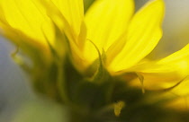 Sunflower, Helianthus annuus.