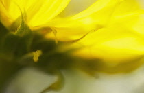 Sunflower, Helianthus annuus.