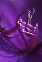 Glory tree, Tibouchina granulosa.