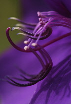 Glory tree, Tibouchina granulosa.