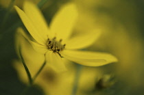 Coreopsis, Coreopsis verticillata.