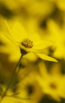 Coreopsis, Coreopsis verticillata.