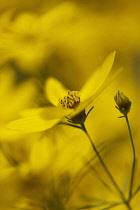 Coreopsis, Coreopsis verticillata.