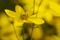 Coreopsis, Coreopsis verticillata.