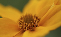 Coreopsis, Coreopsis auriculata.