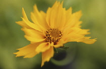 Coreopsis, Coreopsis auriculata.