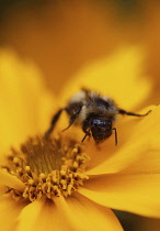 Coreopsis, Coreopsis auriculata.