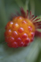 Raspberry, Rubus strigosus, American raspberry.