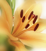 Lily, Lilium.