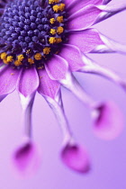 Osteospermum, Osteospermum 'Whirligig'.