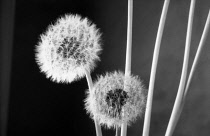 Dandelion clock, Taraxacum officinale.