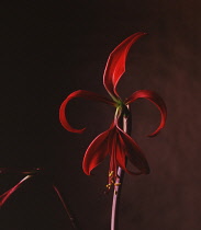 Jacobean Lily, Sprekelia formosissima.