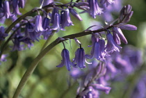 Bluebell, Spanish bluebell, Hyacinthoides hispanica.