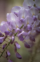 Wisteria.