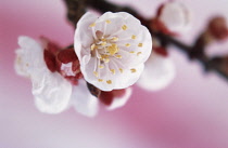 Apricot, Prunus armeniaca.