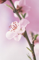 Peach, Prunus persica.