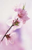Peach, Prunus persica.