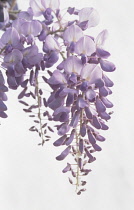 Wisteria.