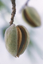 Almond, Prunus dulcis.