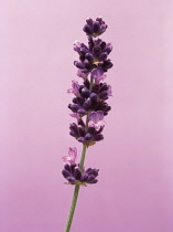 Lavender, Lavandula augustifolia.