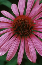 Echinacea, Purple coneflower, Echinacea.