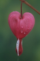 Bleedingheart, Dicentra spectabilis.