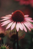 Echinacea, Purple coneflower, Echinacea purpurea 'Rubinstern'.