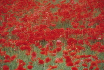 Poppyfield, Papaver rhoeas.