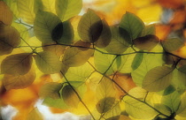 Beech, Fagus sylvatica.