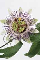 Passion flower, Passiflora caerulea.