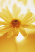 Daisy, Bellis.