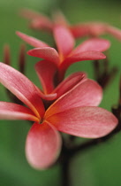 Frangipani, West Indian Jasmine, Monoi, Plumeria rubra.