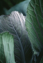 Cabbage, Brassica oleracea.