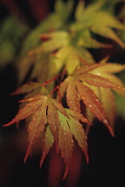 Japanese Maple, Acer palmatum.