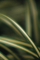 Spiderplant, Chlorophytum comosum 'Variegatum'.